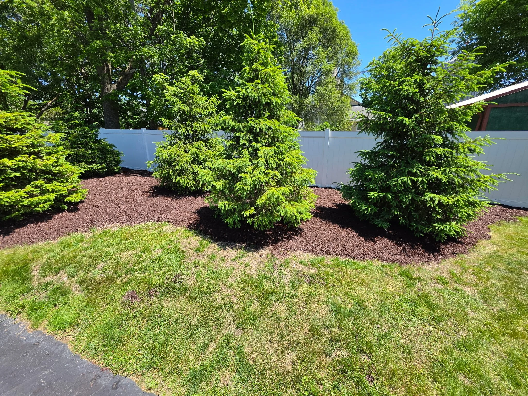 A backyard scene with small evergreen trees, green grass, and a white fence. There are larger trees in the background and a clear blue sky overhead.