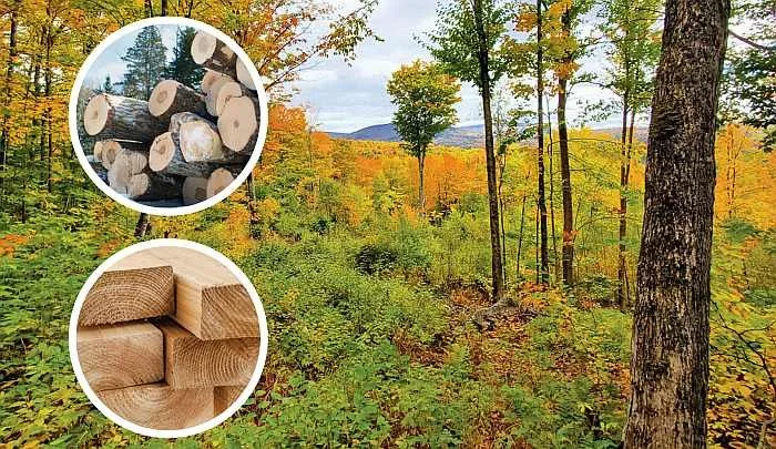Beyond the “Illusion of Preservation”: Balancing Forest Values