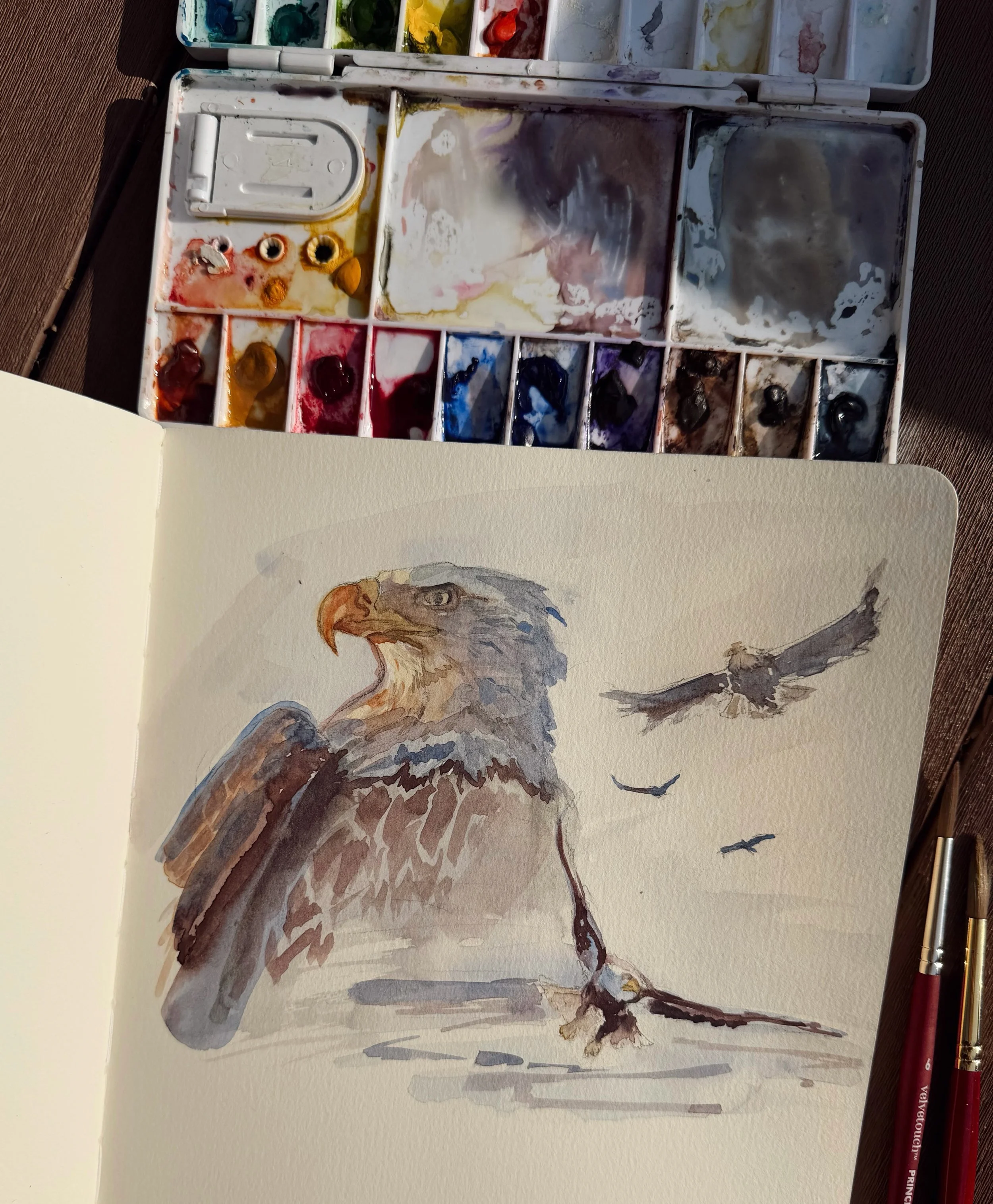 Getting ready for America&rsquo;s 250th birthday 🇺🇸🦅

One of my favorite things about the Hudson River Valley is that every now and then, you can spot a bald eagle soaring overhead.

This was a quick watercolor study to practice simplifying shapes