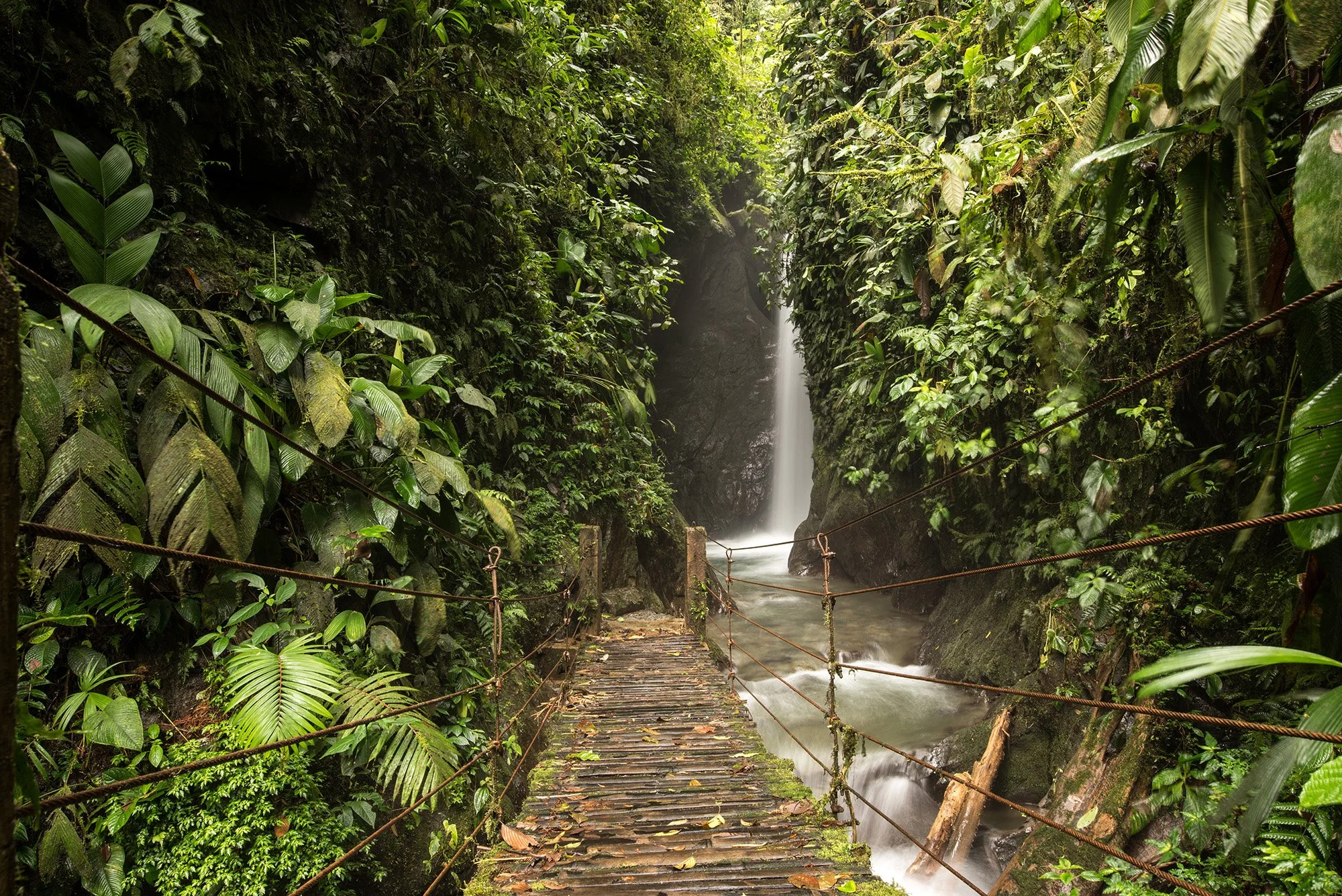 A rainforest with dense green vegetation and a small waterfall in the background, seen through a wooden walkway with ropes on either side.