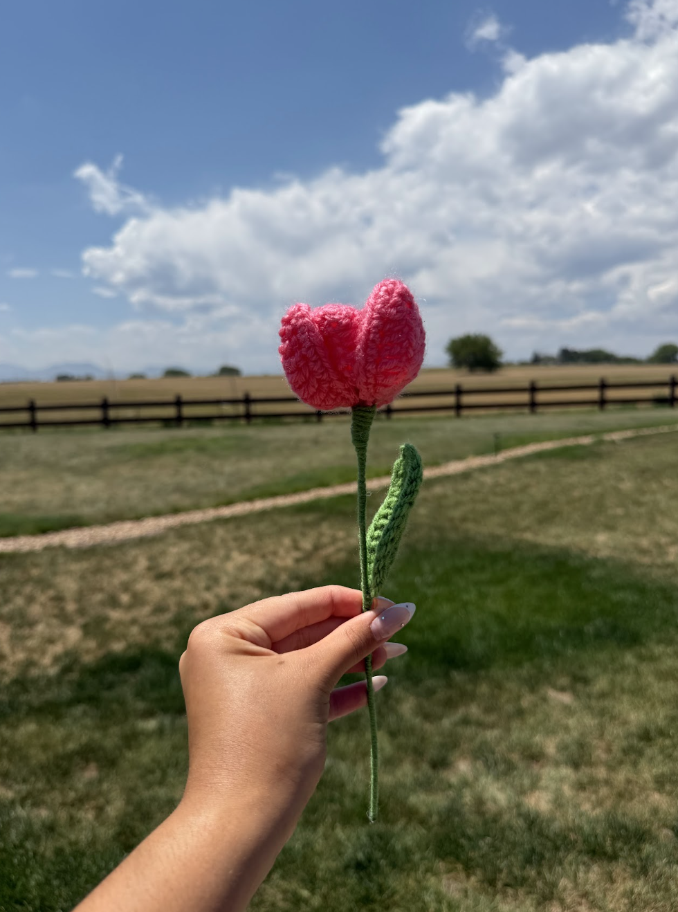Tulips