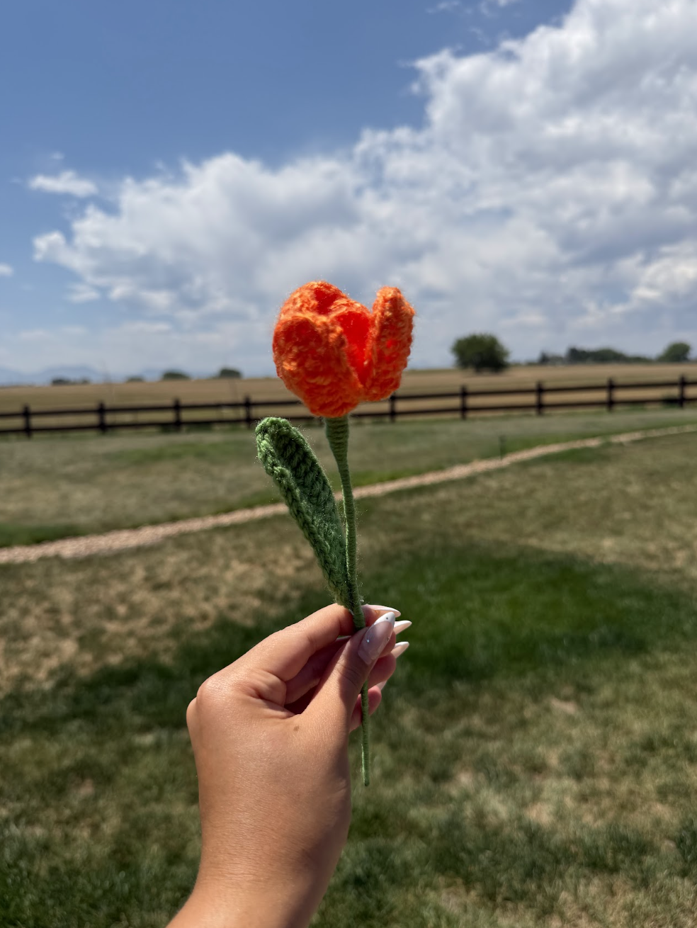 Tulips