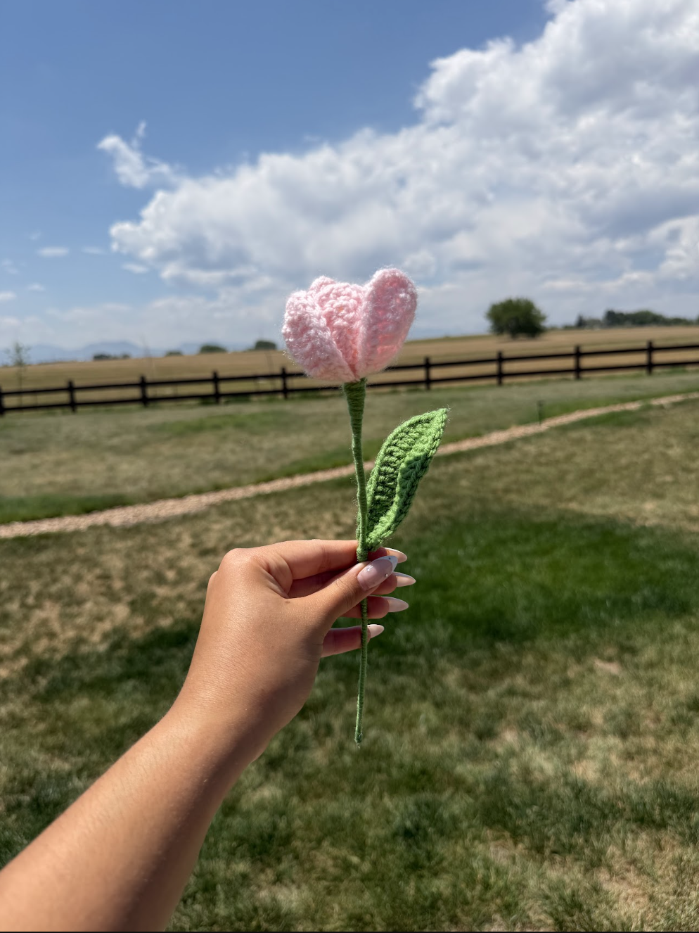 Tulips