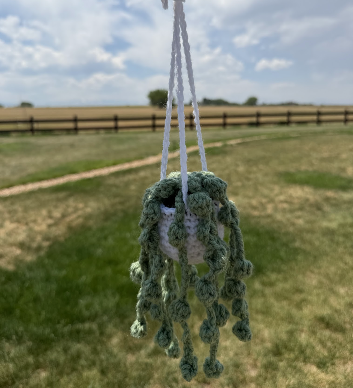 String of Pearls Hanging Plant