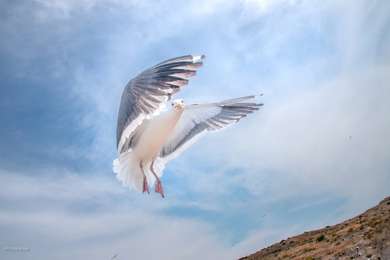 ANACAPA ISLAND SEAGULL-MAKE YOUR SELF LOOK BIG 