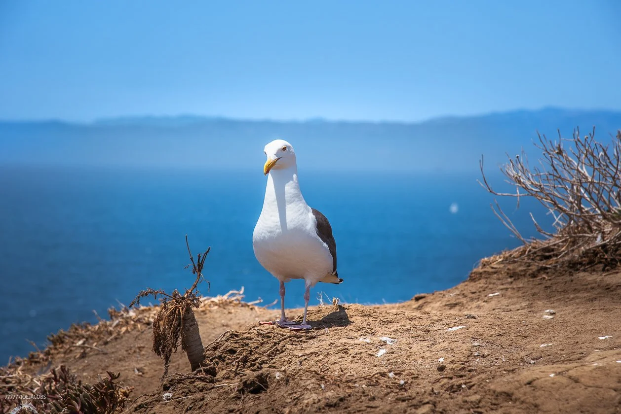 06.26.226_ANACAPA.SEAGULL.20.WEB_.jpg