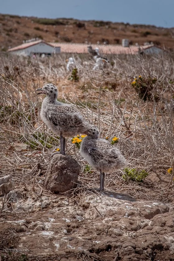 06.26.226_ANACAPA .ISLAND..SEAGULLS. 16.WEB_.jpg
