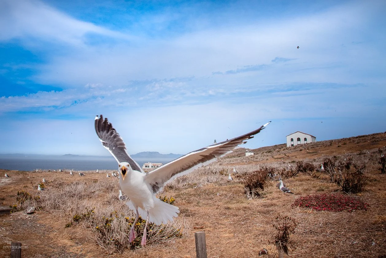 ANACAPA ISLAND SEAGULL-MAKE YOUR SELF LOOK BIG 