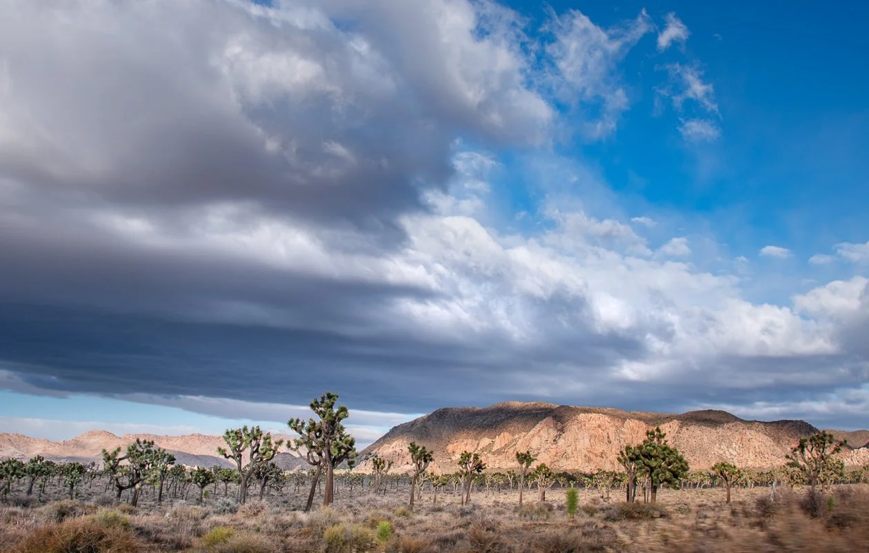 06.24.26_JOSHUA.TREE.jpg