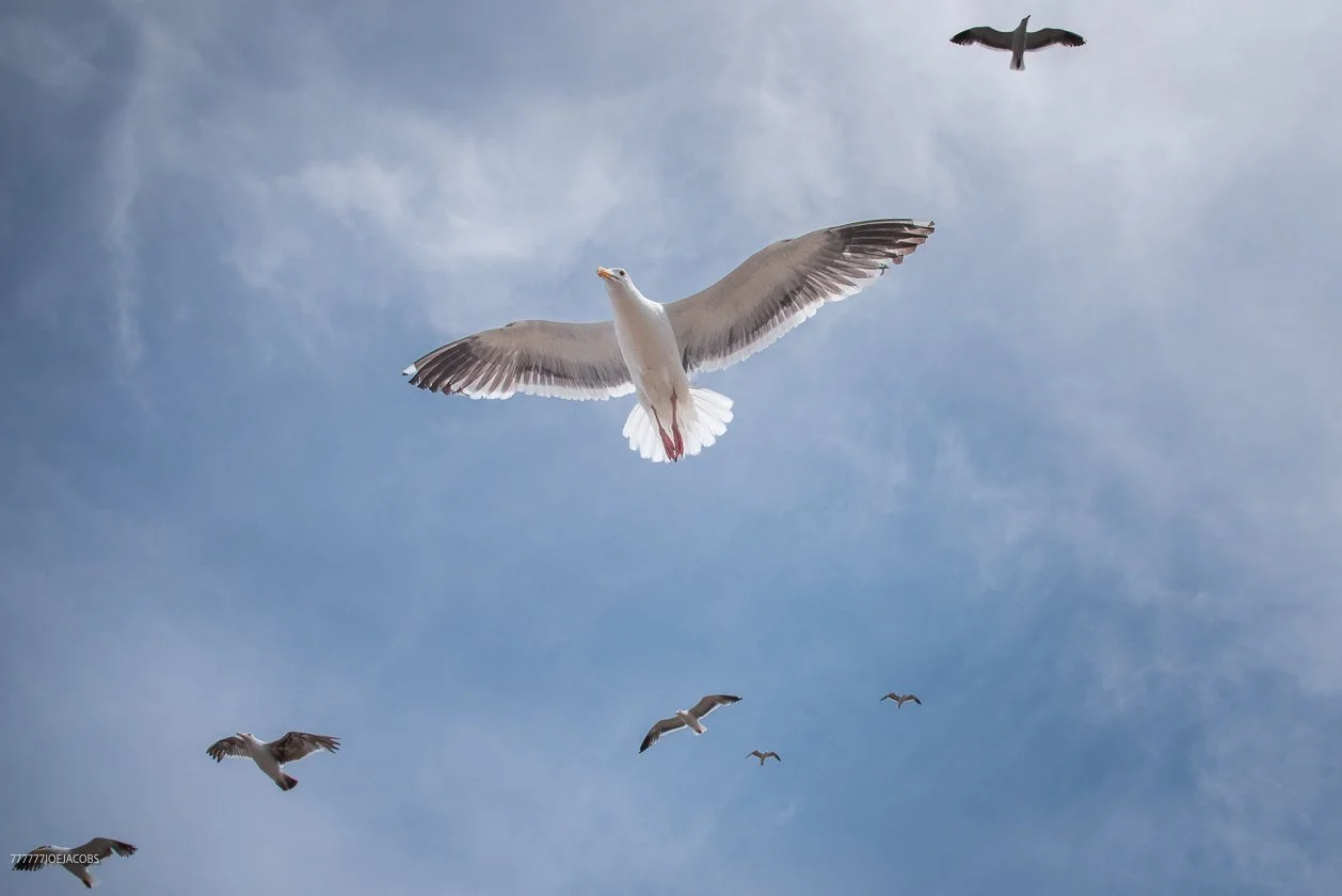 ANACAPA ISLAND SEAGULL-MAKE YOUR SELF LOOK BIG 