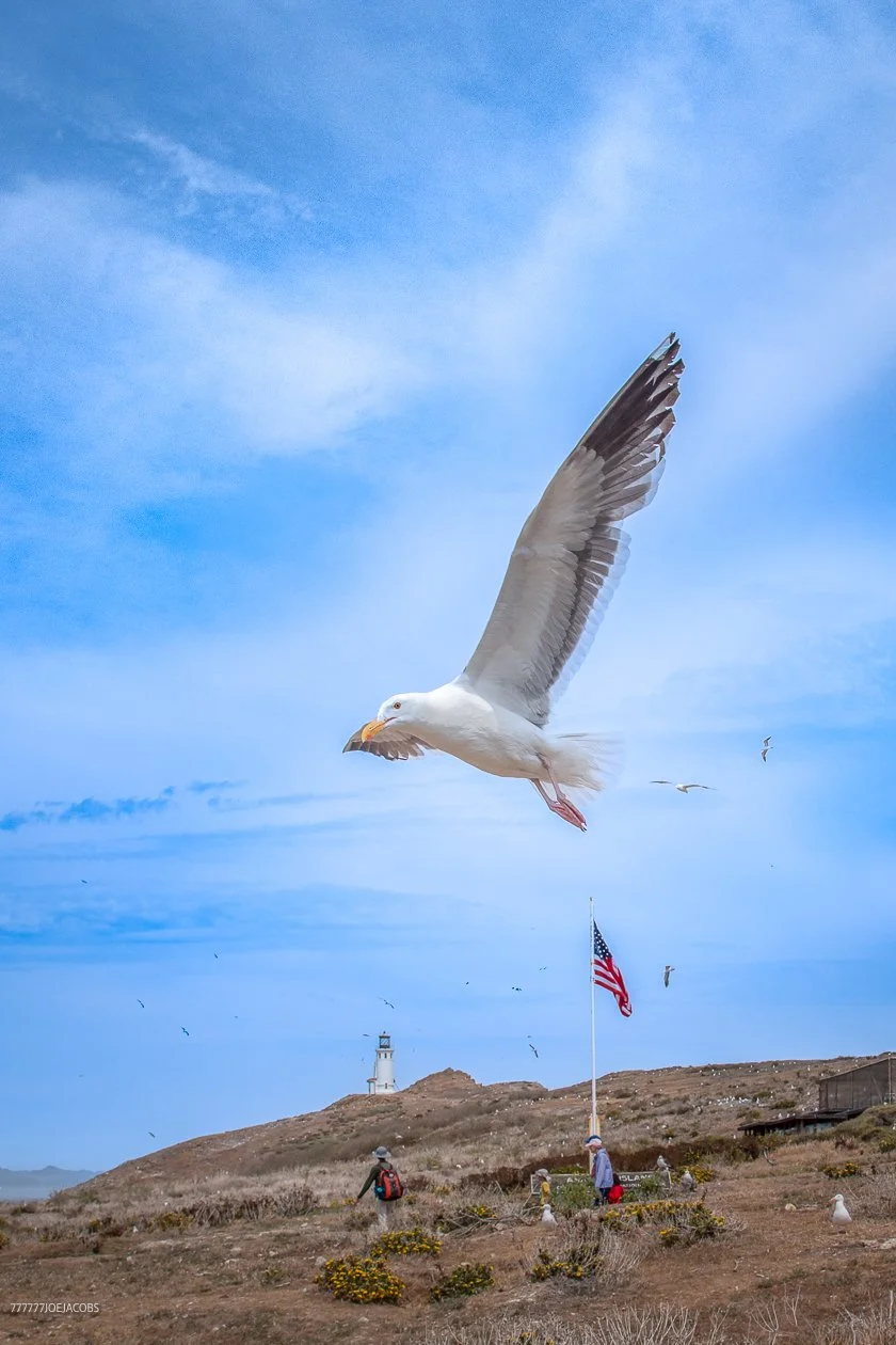 ANACAPA ISLAND SEAGULL-MAKE YOUR SELF LOOK BIG 