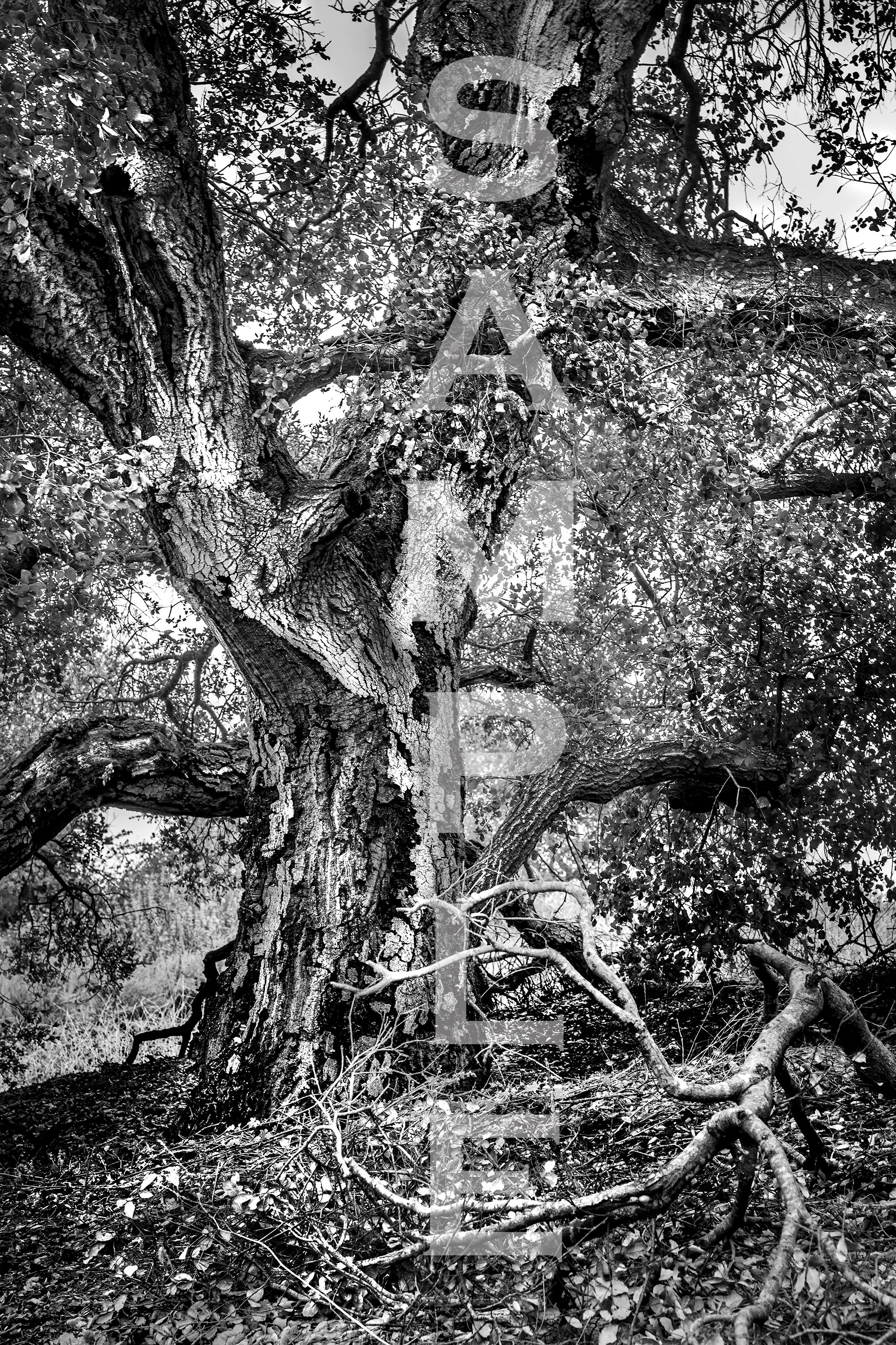 Legacy - Majestic Oak Tree-coming soon not for sale yet.
