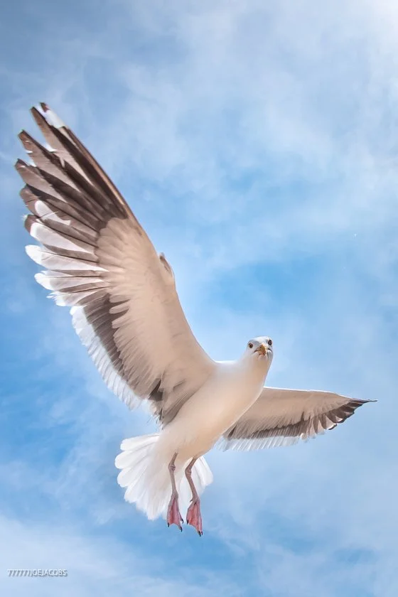 ANACAPA ISLAND SEAGULL-MAKE YOUR SELF LOOK BIG 