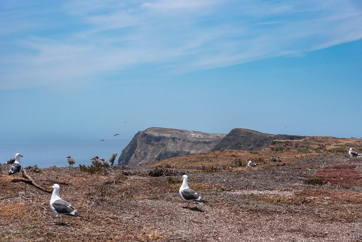 SEAGULLS SHARING ANACAPA