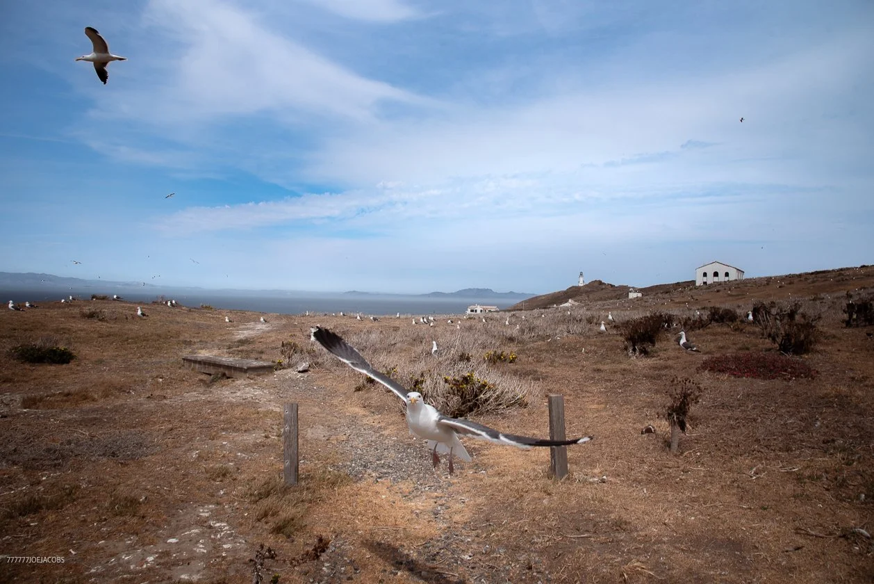 ANACAPA ISLAND SEAGULL-MAKE YOUR SELF LOOK BIG 
