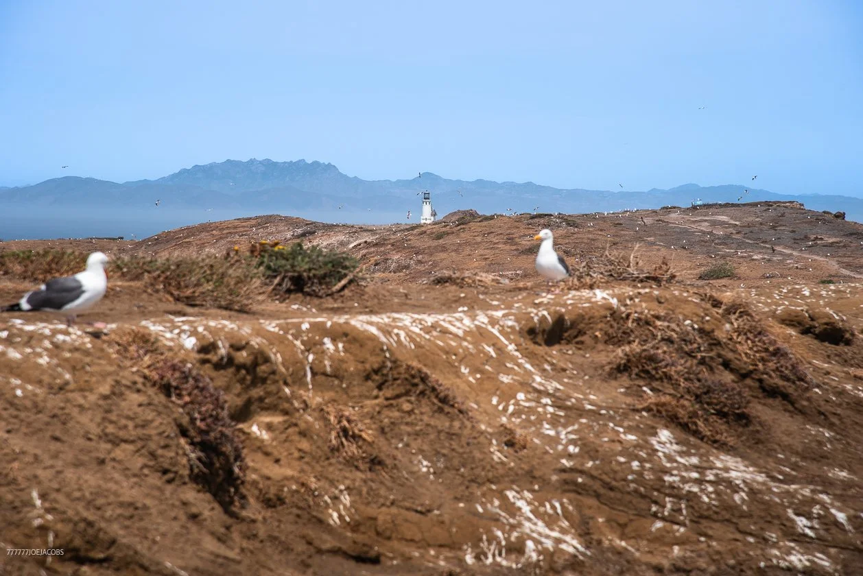 ANACAPA ISLAND SEAGULL-MAKE YOUR SELF LOOK BIG 