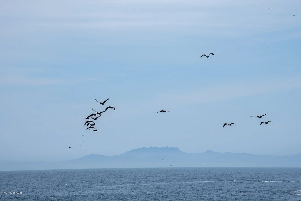 PEACEFUL SEA BIRDS 
