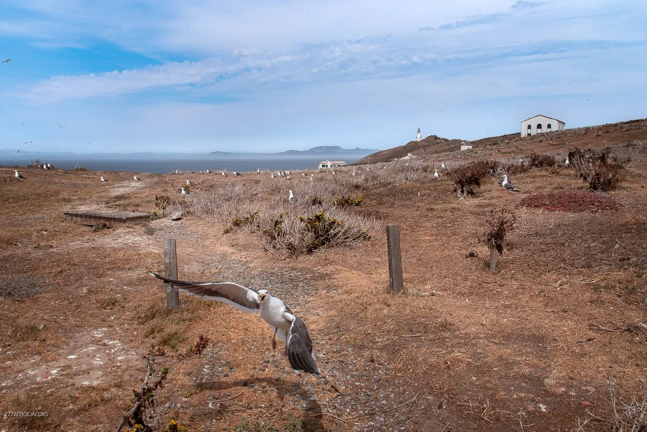 ANACAPA ISLAND SEAGULL-MAKE YOUR SELF LOOK BIG 