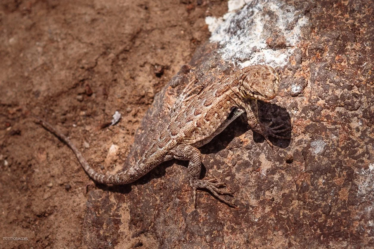 06.26.226_ANACAPA.LIZARD_35..WEB_.jpg