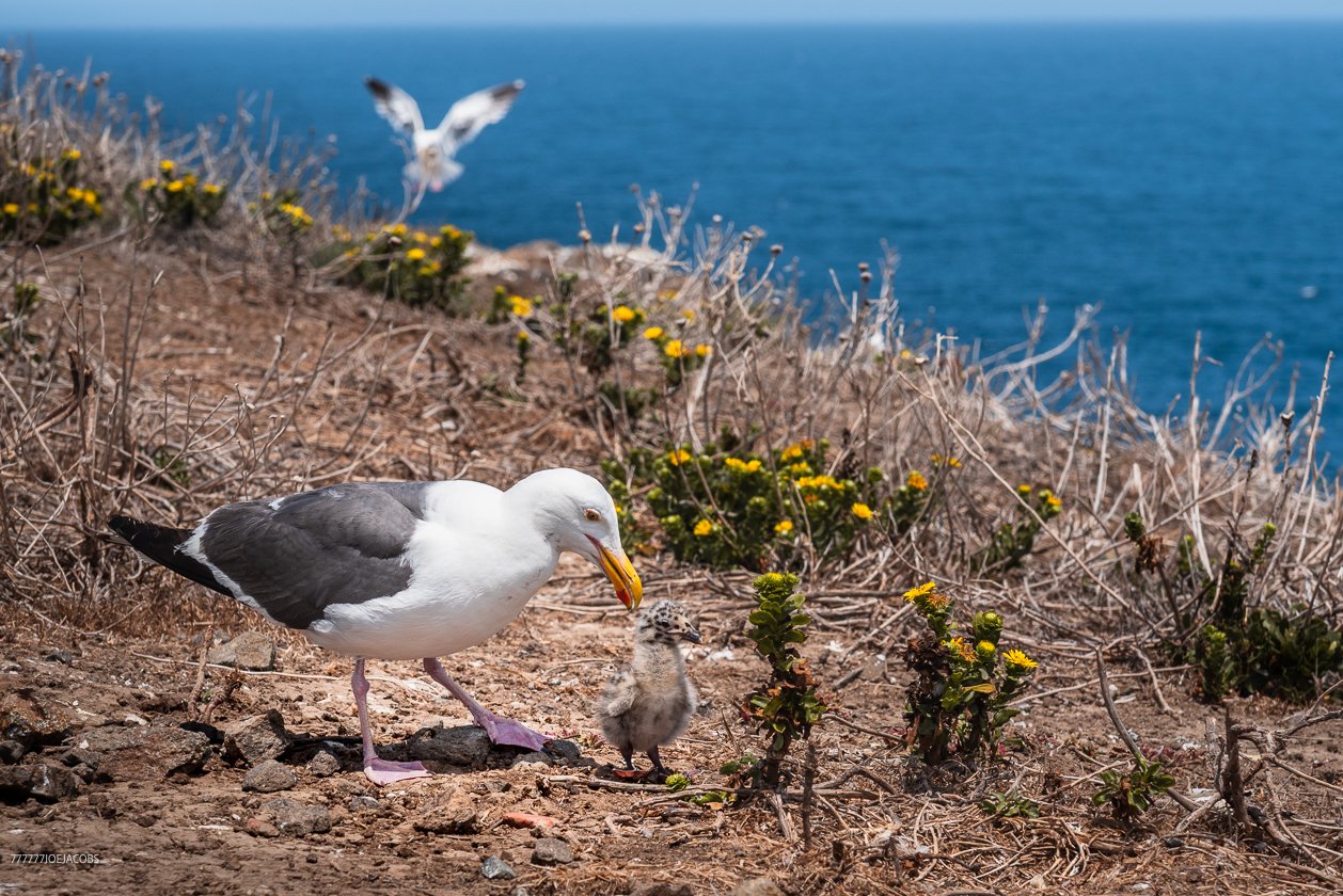 06.26.226_ANACAPA .ISLAND..SEAGULLS. 14.WEB_.jpg