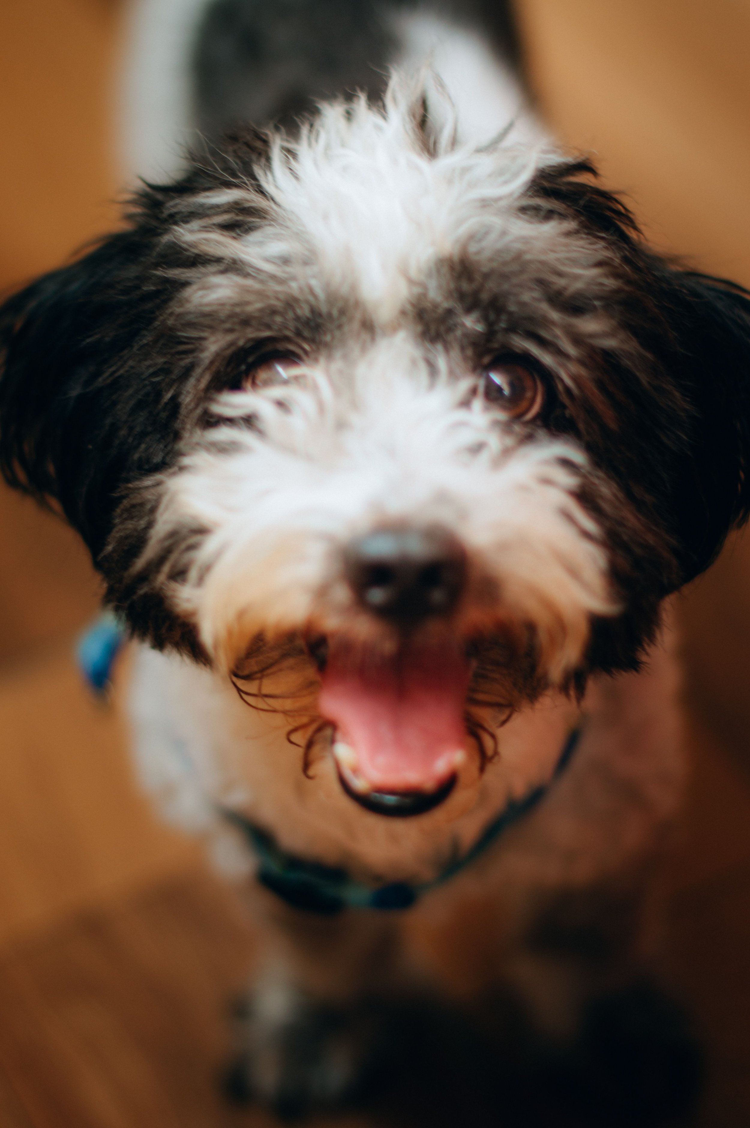Close-up of an excited and happy dog with black and white fur, mouth open, and tongue out.