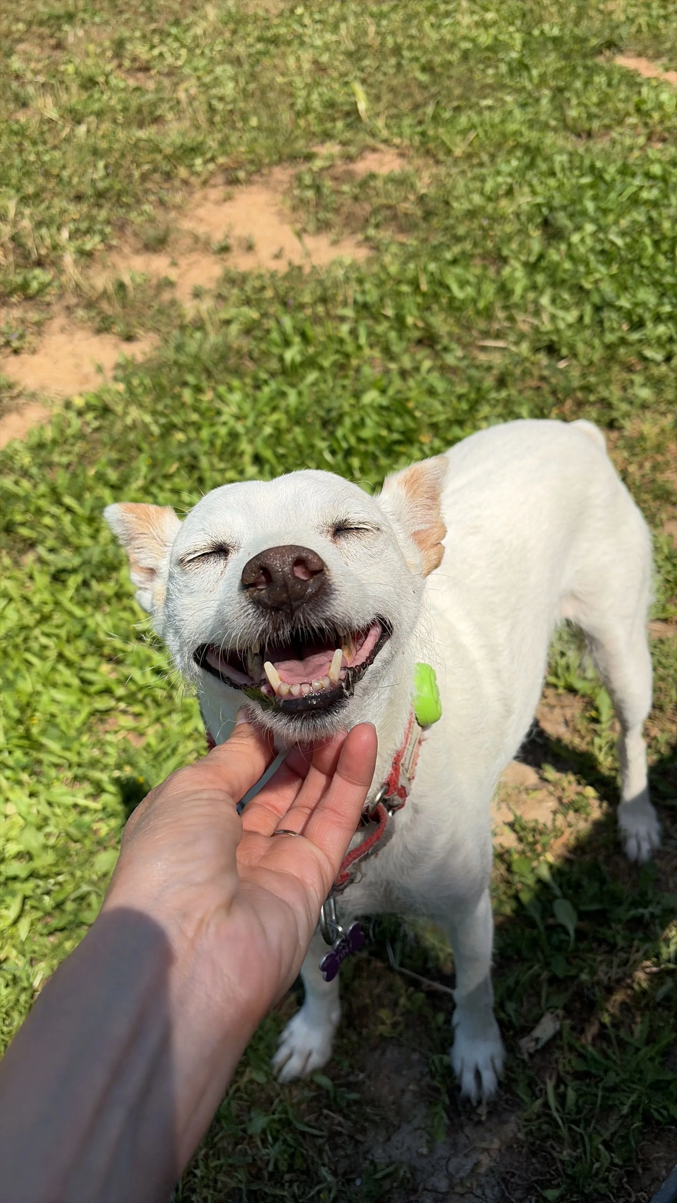 happy dog standing in grass getting their chin scratched