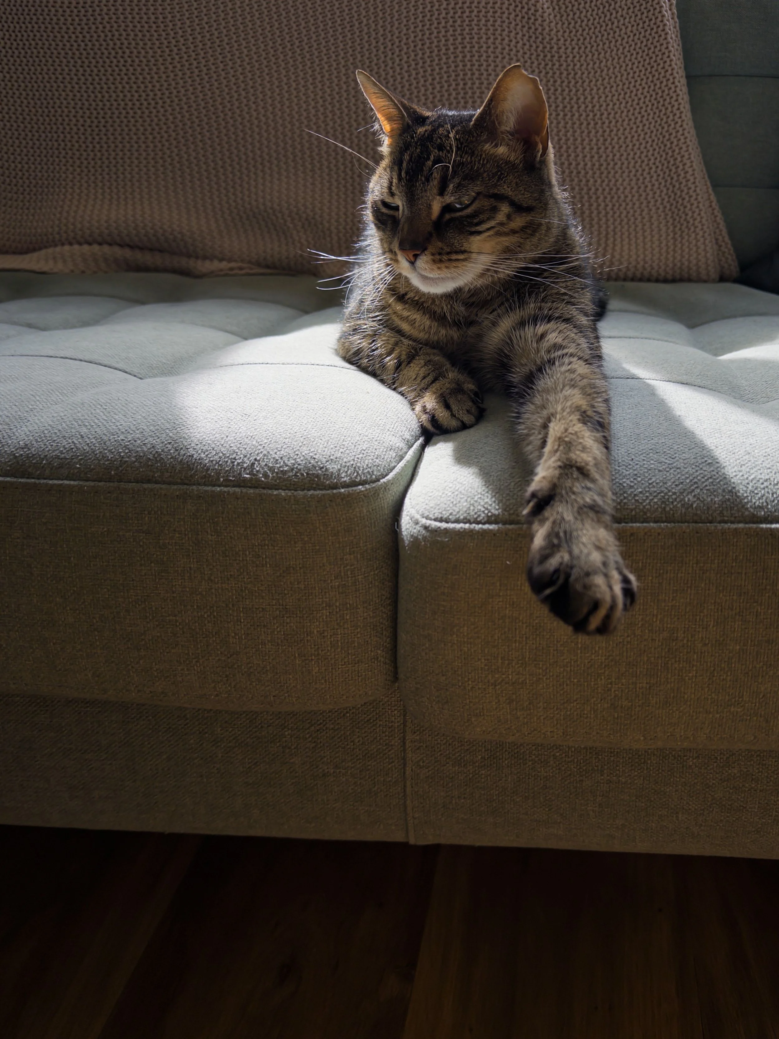 A tabby cat lying on a beige couch, stretching its front paw.