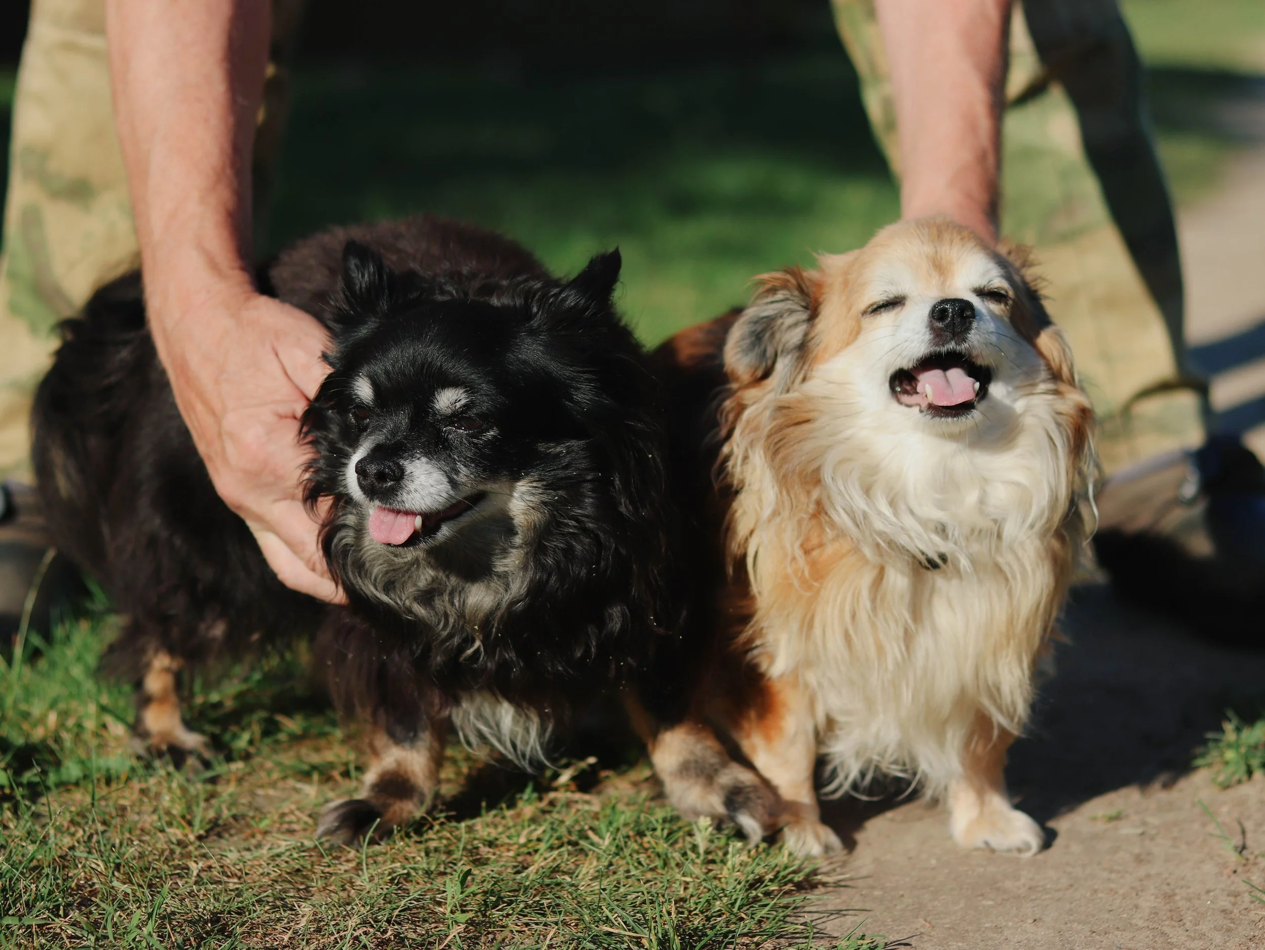 Two small dogs, one black and white and one light brown and white, being held by a person outdoors on grass and dirt with green blurred background. The black and white dog has closed eyes and the light brown dog has open mouth, appears to be smiling.