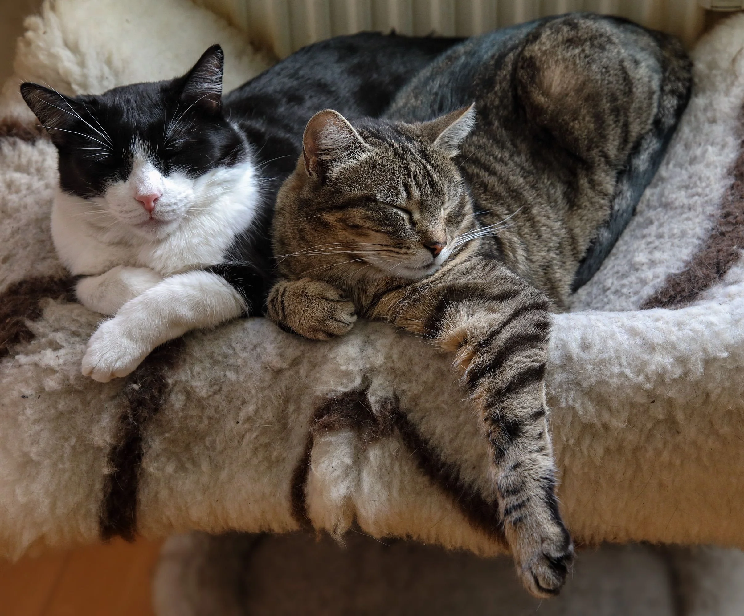 two cats asleep together in a cat bed