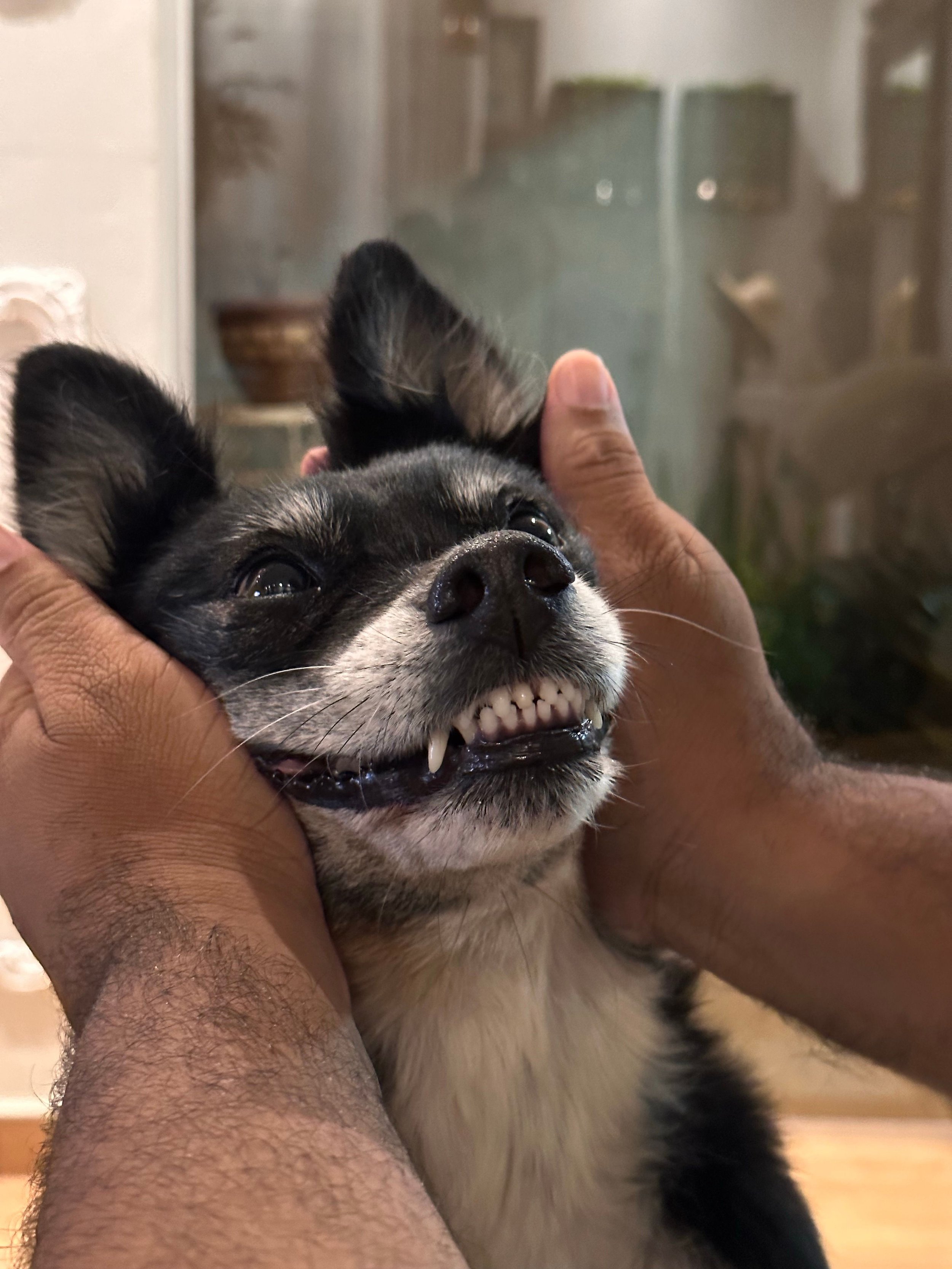 A man's hands holding a small dogs head with the dogs lips pulled back giving a big comical smile