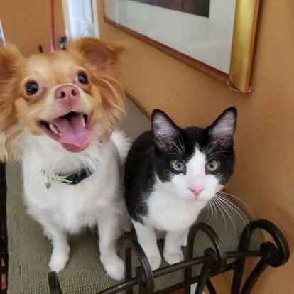 an excited small cat and dog greeting whoever is taking this picture