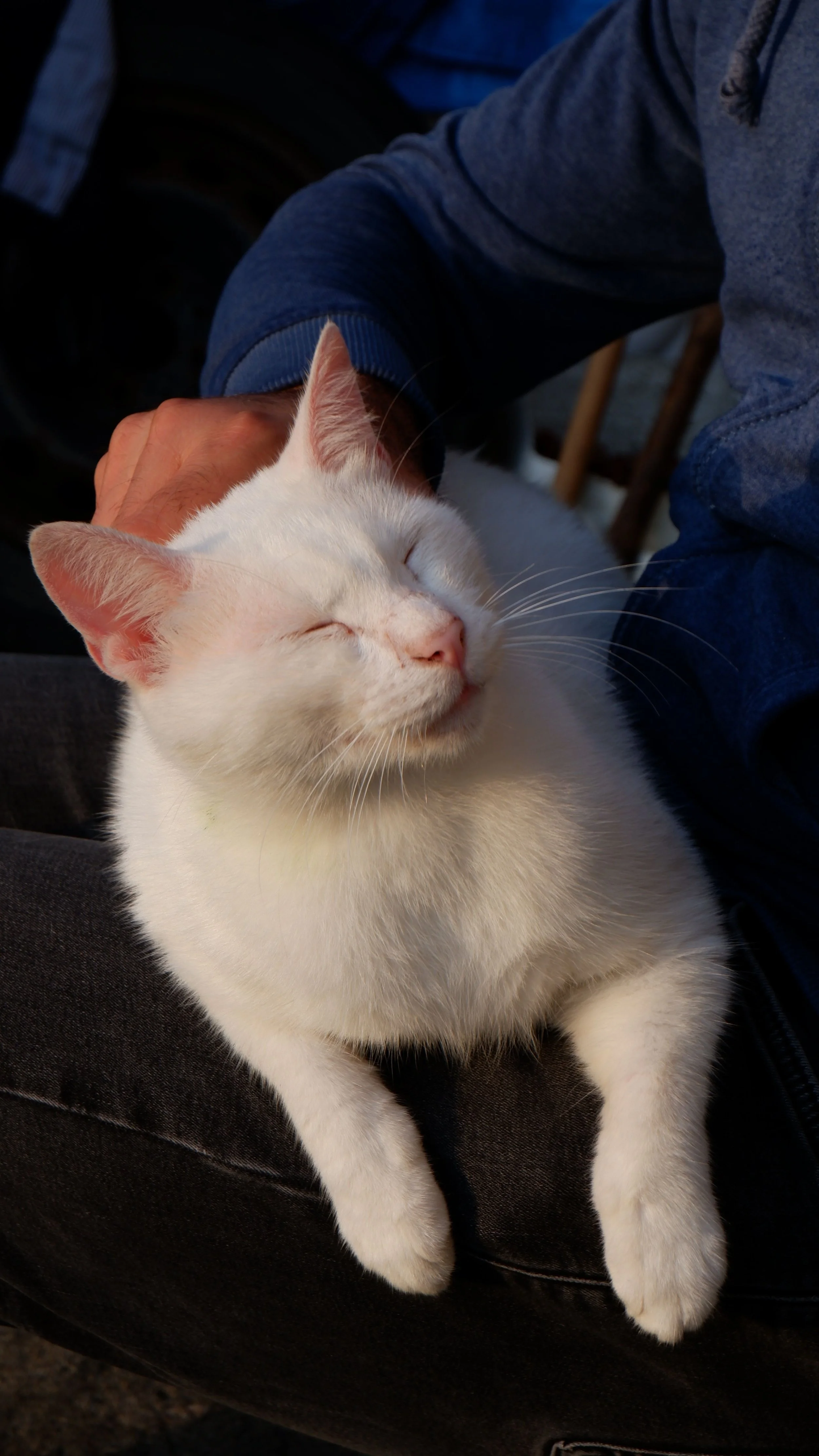 A happy while cat sleeping on someone's lap while they pet them