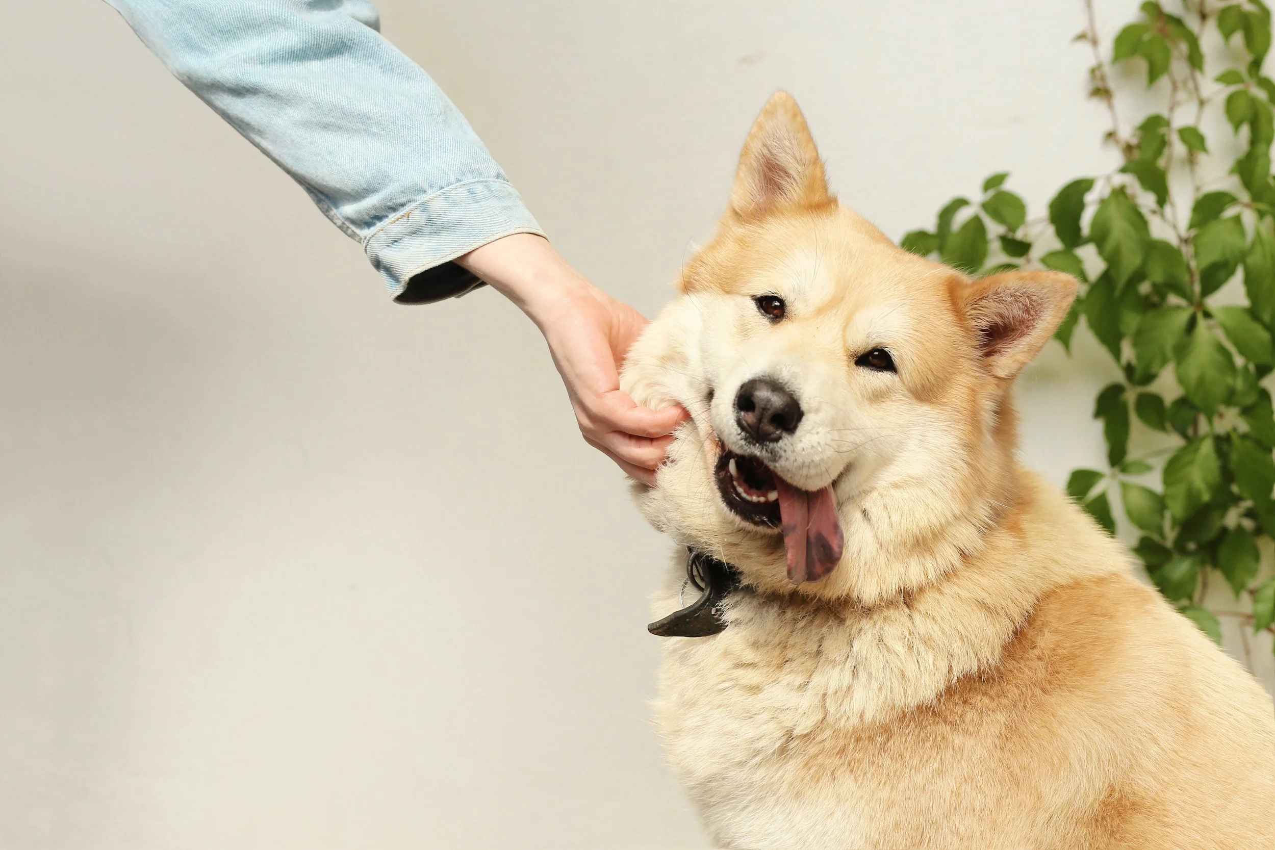 Person petting a happy tan and white dog, appearing to yawn, with green leafy plant in background.