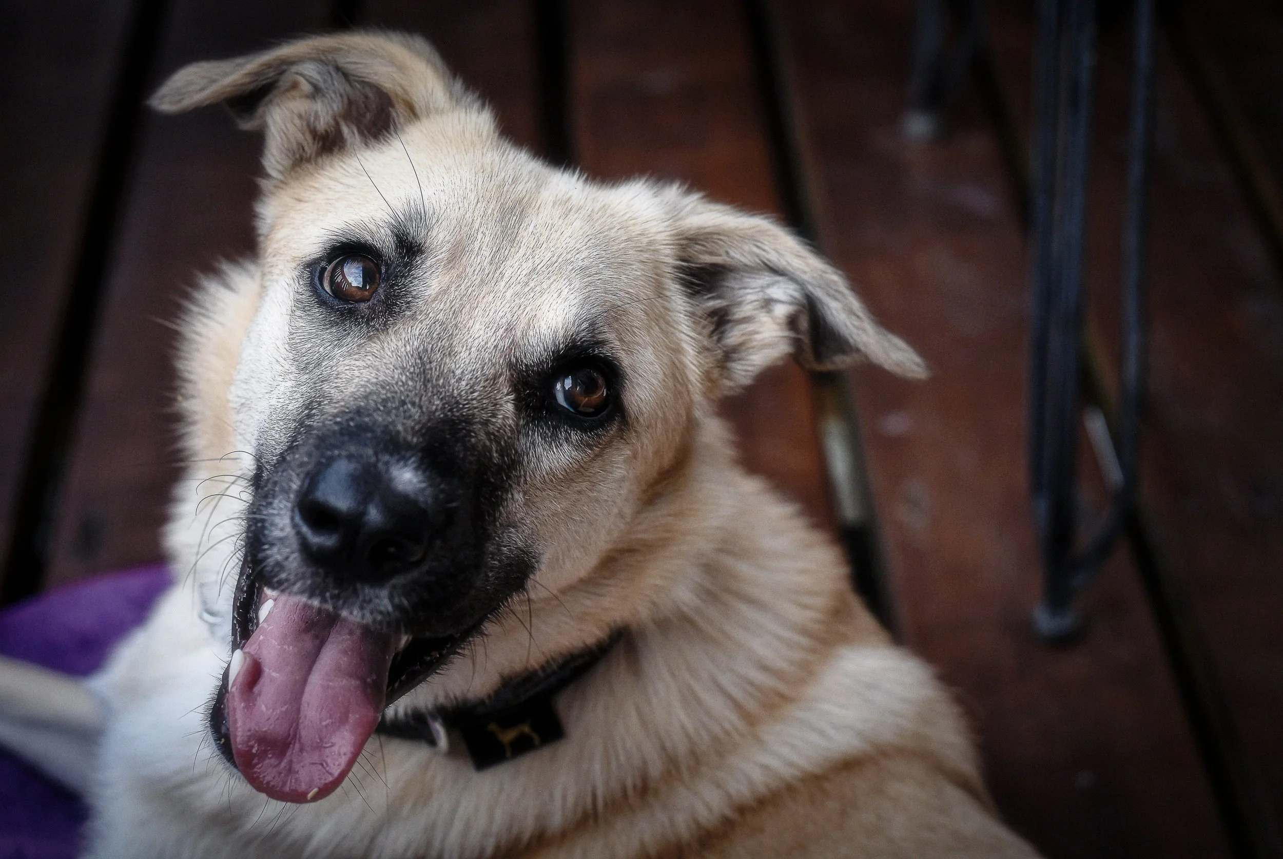 Close-up of a happy, light-colored dog with dark markings, its tongue hanging out, inside a shelter or kennel with metal bars and a wooden floor.