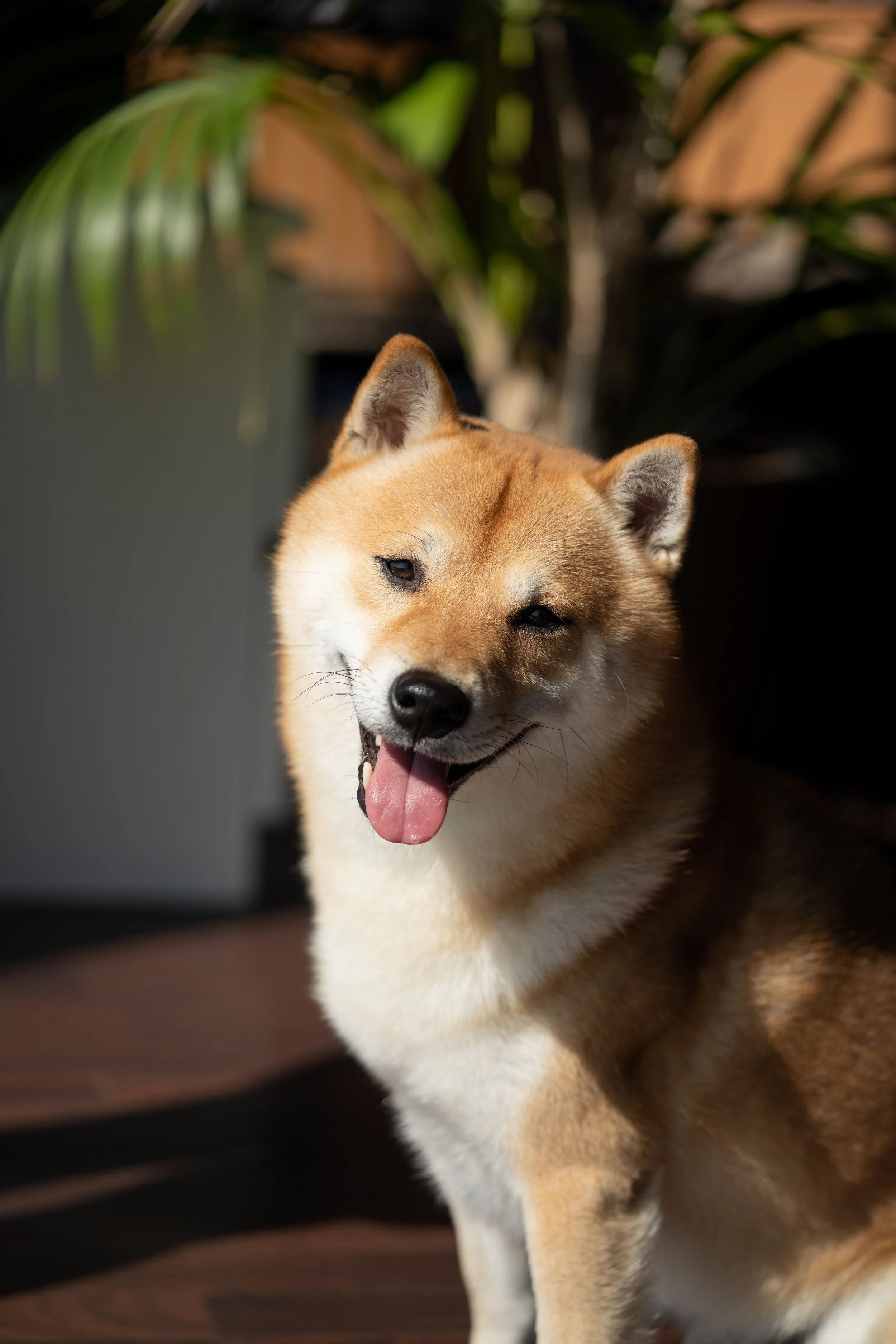 A happy shiba inu looking directly into camera and smiling with their whole face