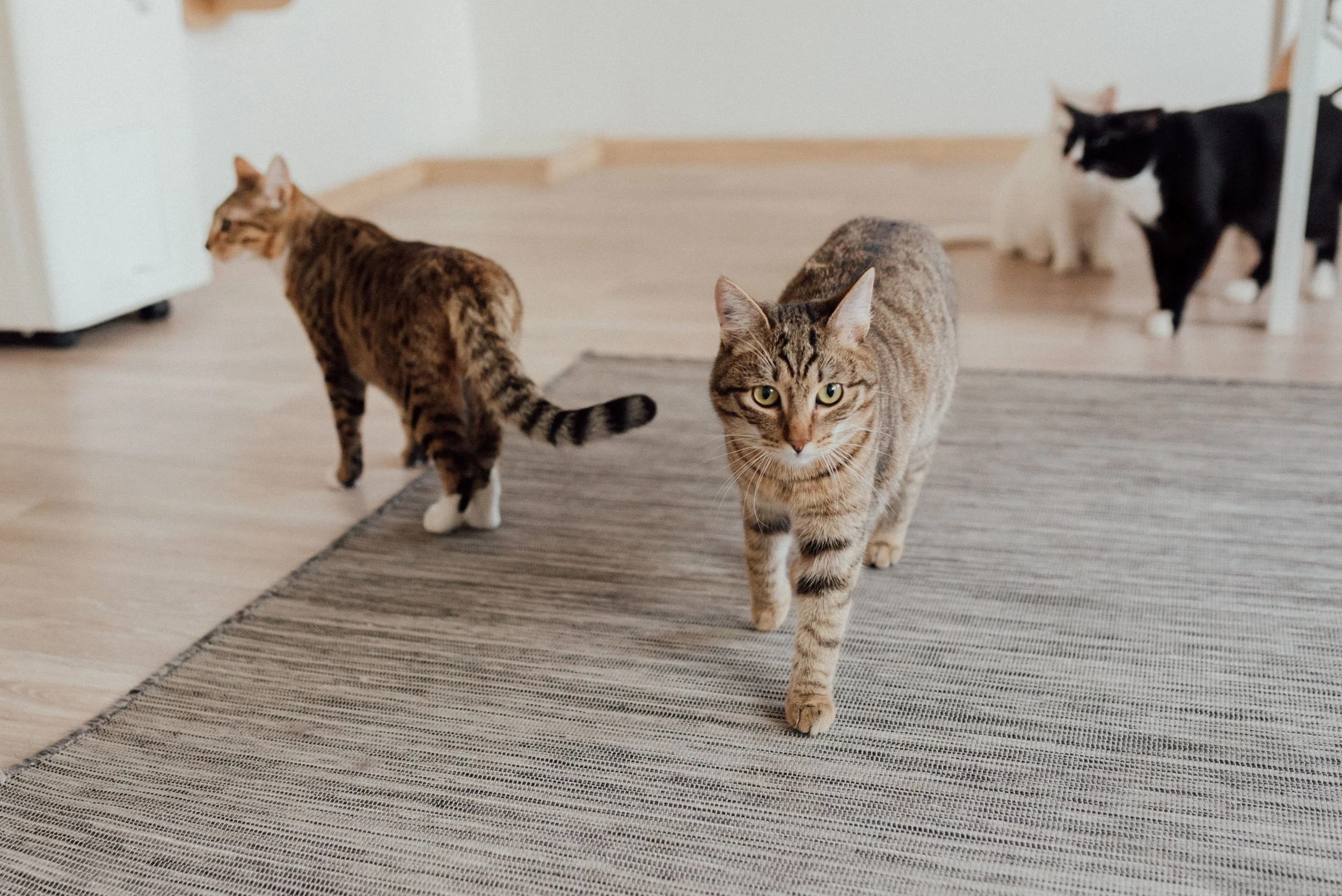 Four cats on a wooden and rug floor in a room, with a white wall in the background.