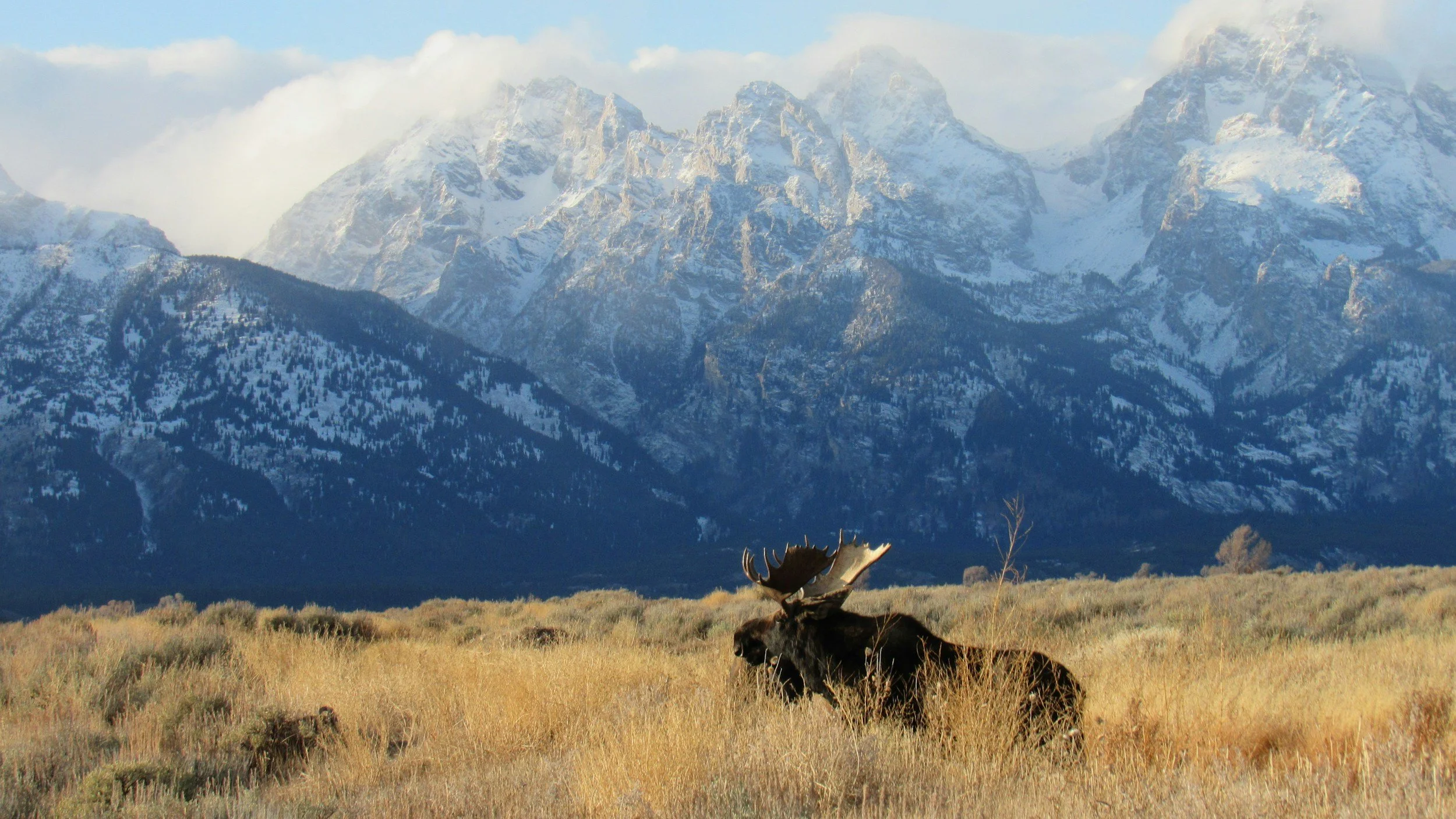 A moose laying in a grassy field with snow-capped mountains in the background, under a partly cloudy sky.