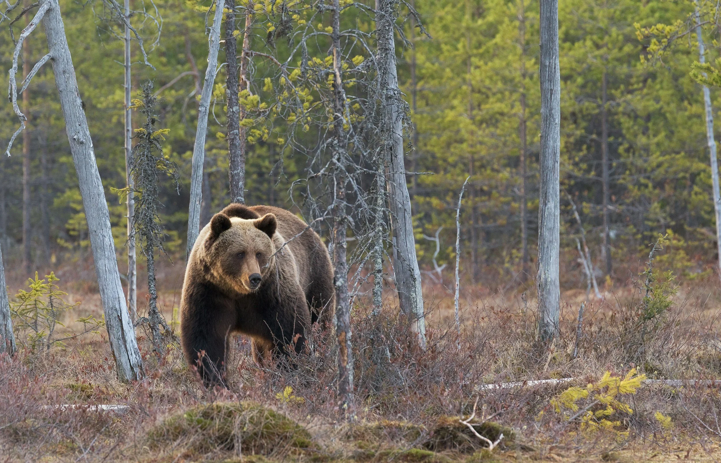 A bear standing among trees in a forested area with a mix of green and brown foliage.