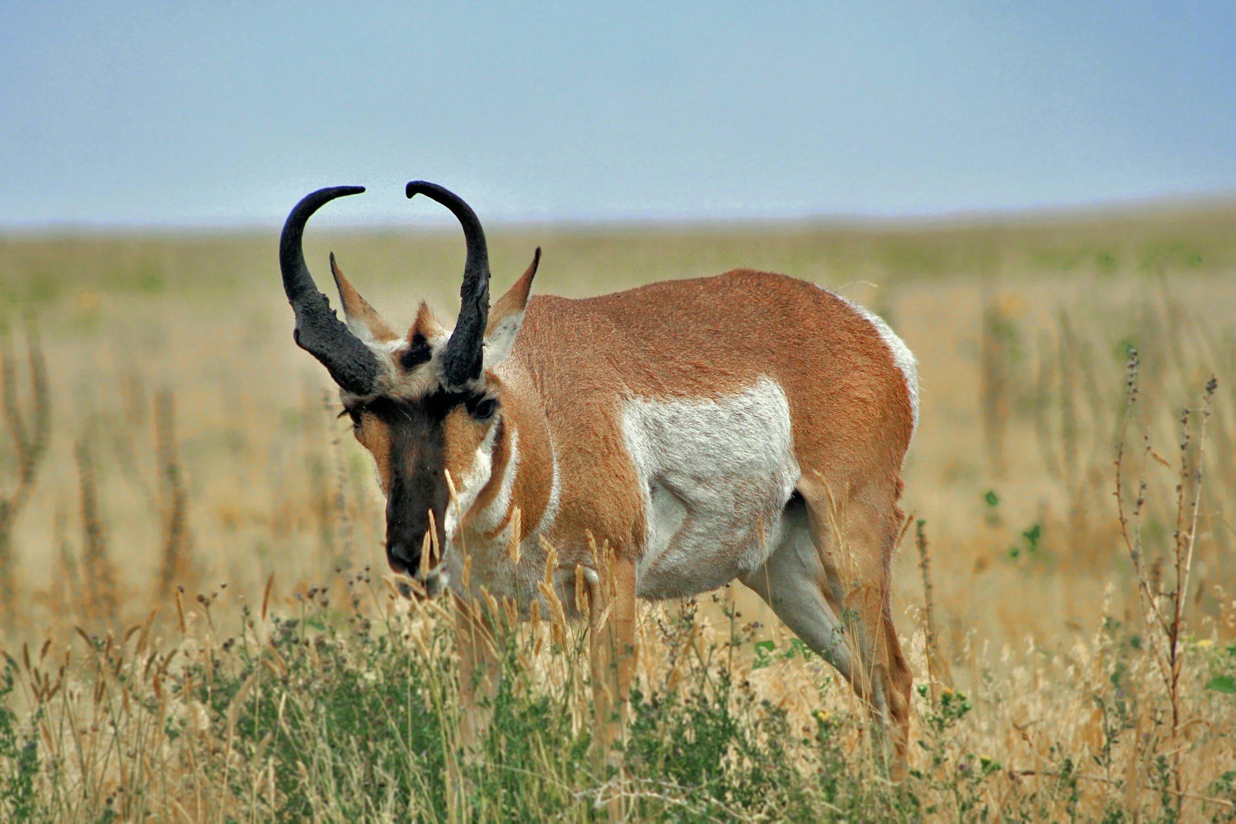 A pronghorn antelope standing in a grassy field with a light blue sky in the background.