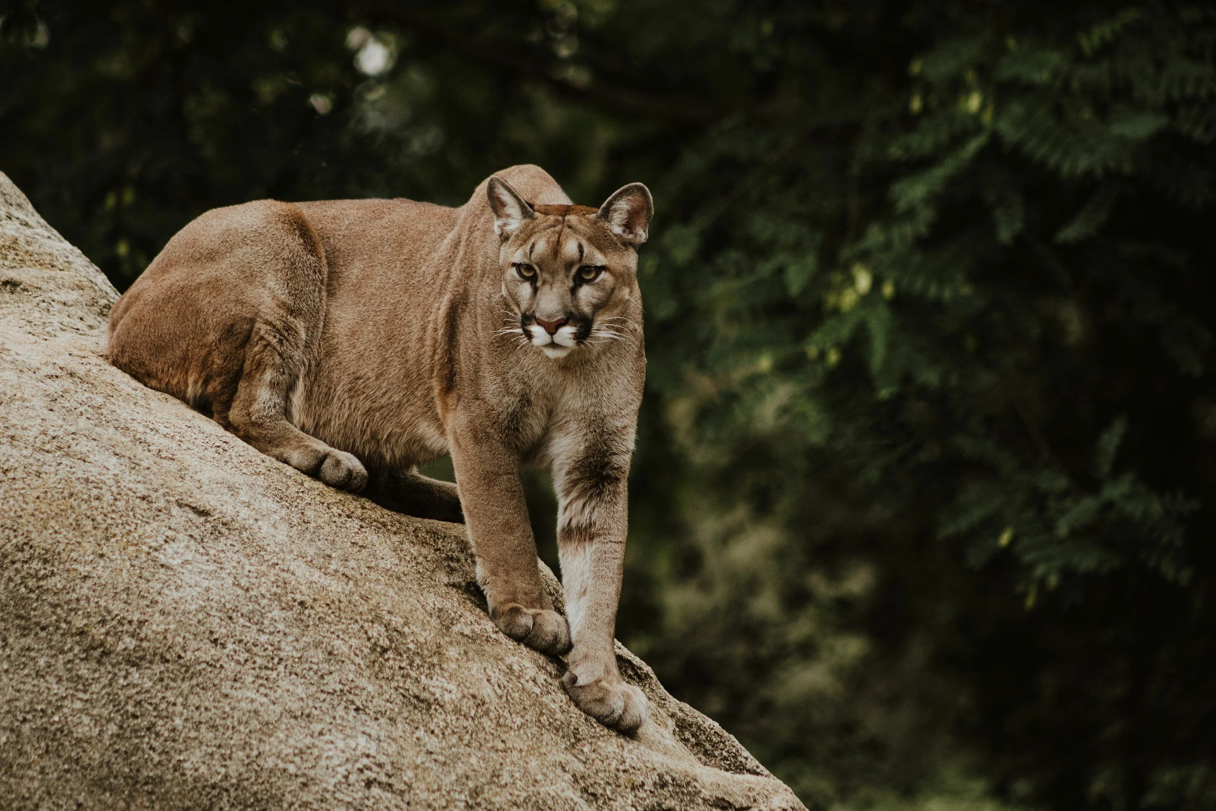 A mountain lion or cougar sitting on a large rock with a background of dense green foliage.