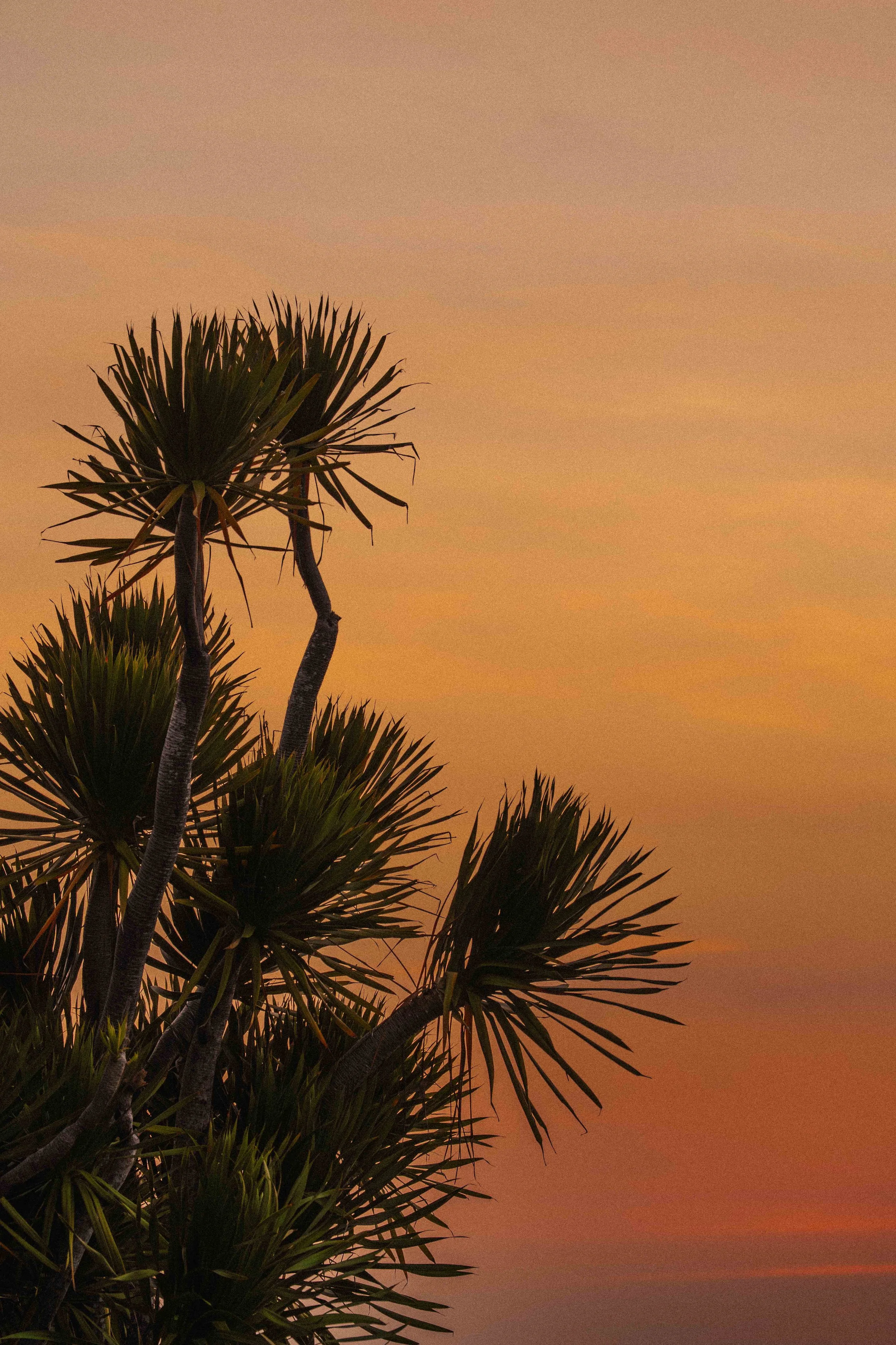 Silhouetted palm trees against a colorful sunset sky with shades of orange and purple.
