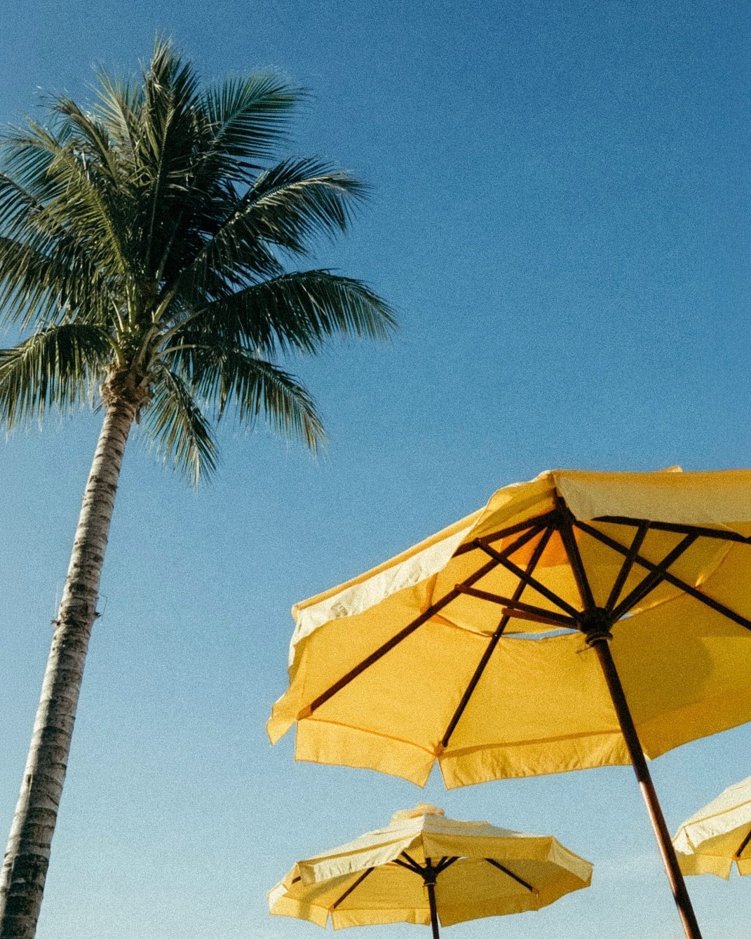 A tall palm tree with green leaves next to yellow beach umbrellas against a clear blue sky.