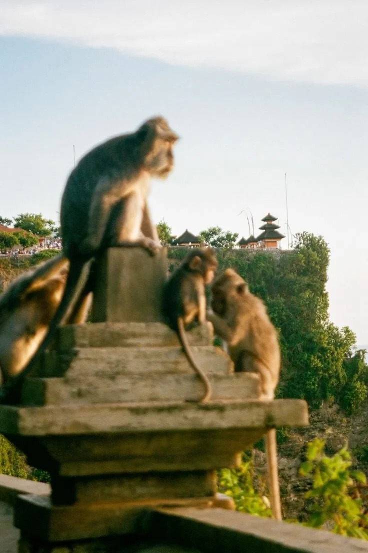 Group of monkeys sitting on wooden steps outdoors with trees and traditional pagoda-style structures in the background.