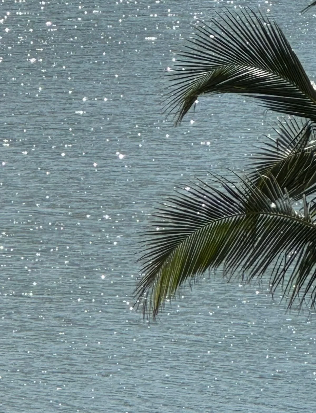 Palm tree fronds over water with sunlight reflections.