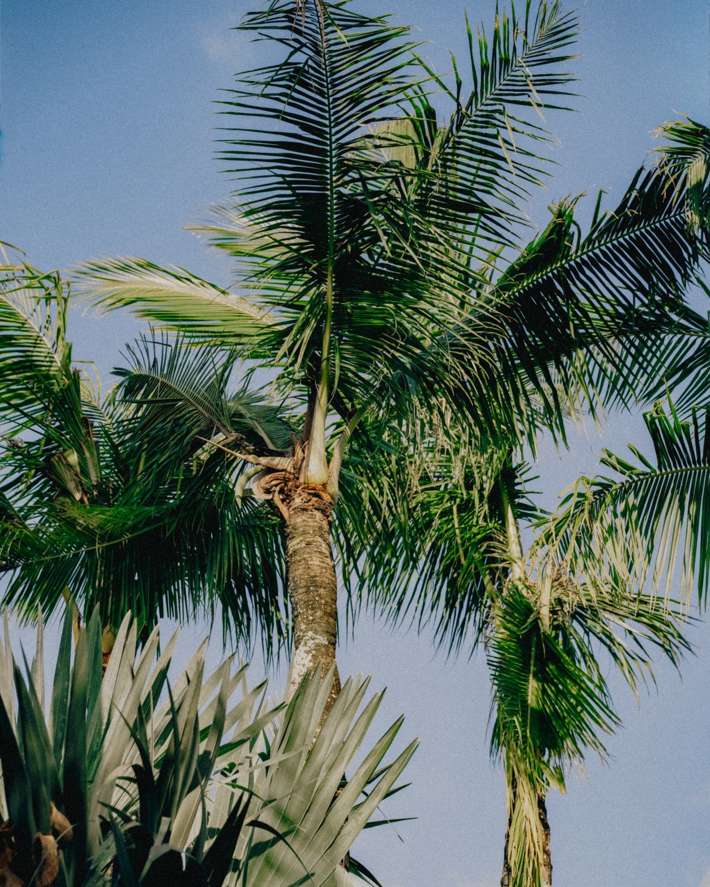 Tall palm trees with green fronds against a clear blue sky.