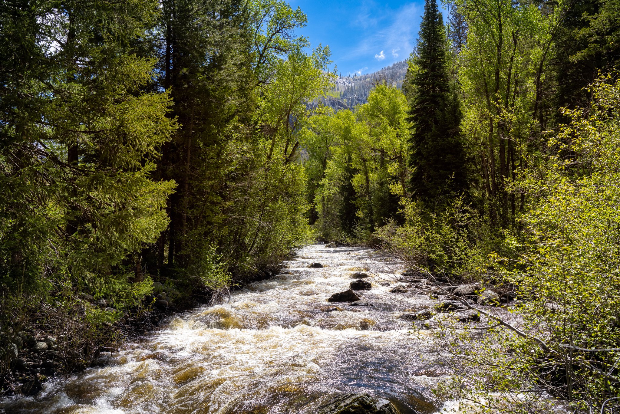 A forest scene with a river flowing through dense green trees under a blue sky with some clouds.