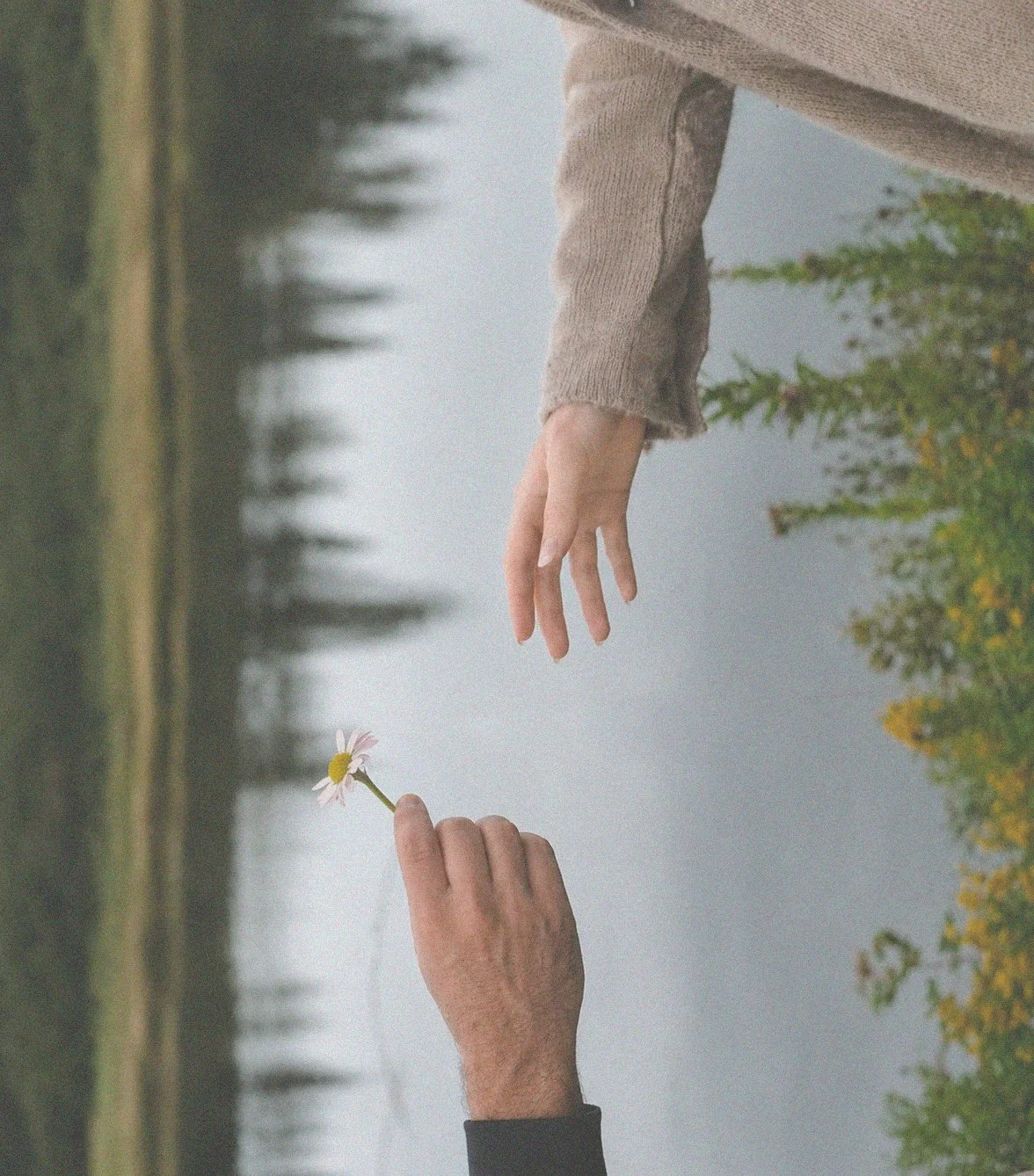 Two hands passing a single flower