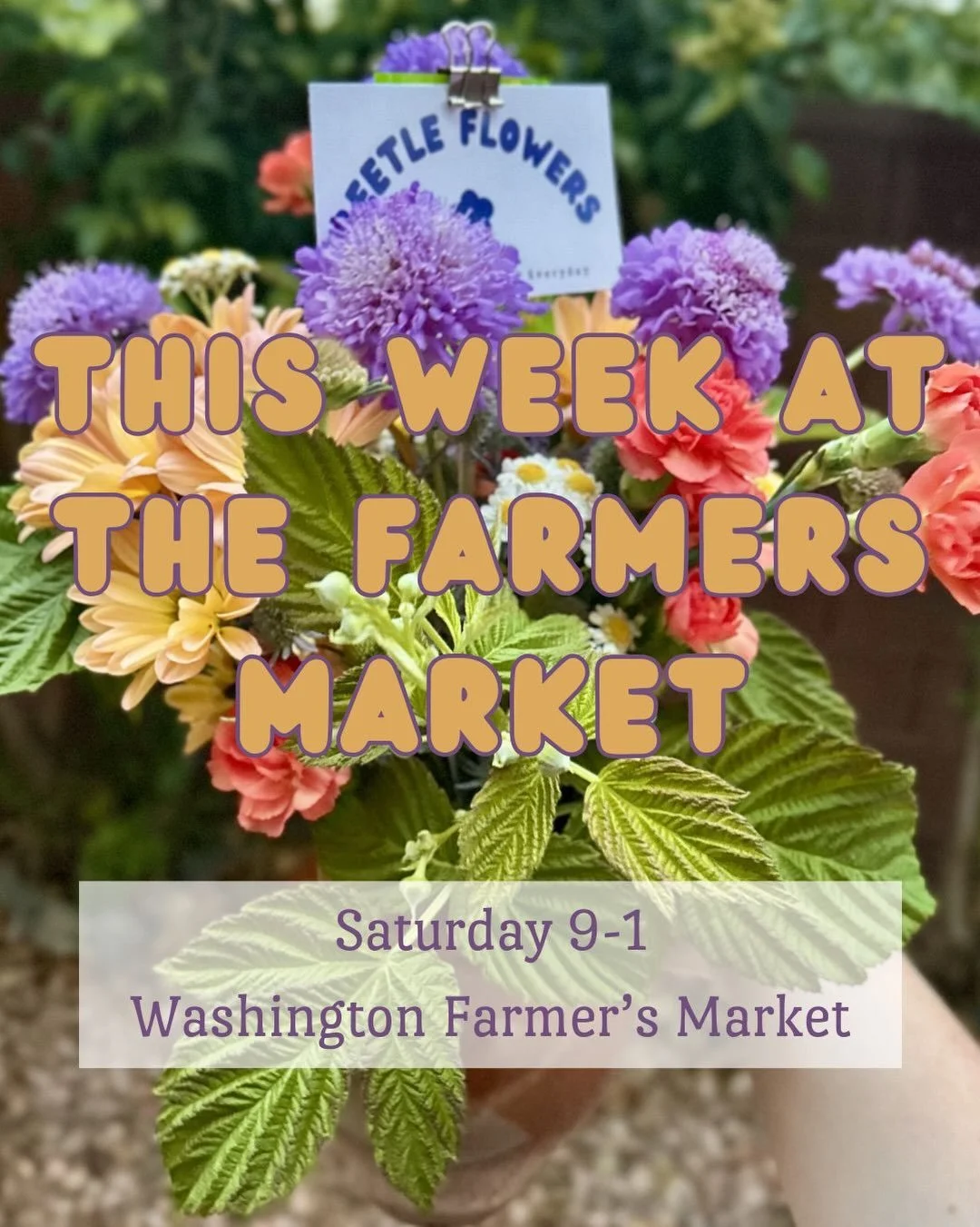 I&rsquo;m back at the Washington farmer&rsquo;s market this Saturday! Come see me and get yourself some beautiful flowers:) tell all your friends and bring all your family✨🪻🥰