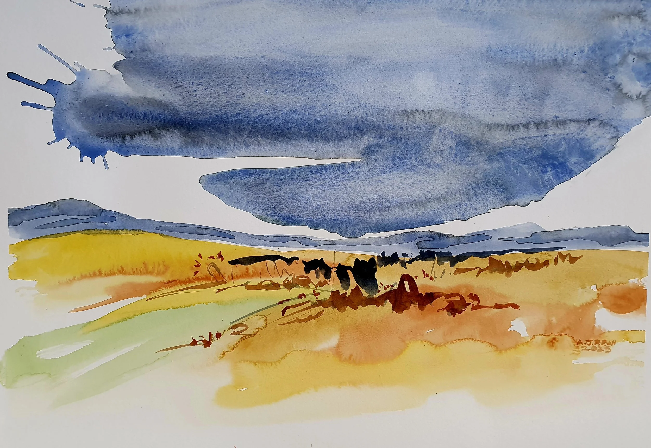 Canola+-+Australia+Watercolour+September+2025.jpg
