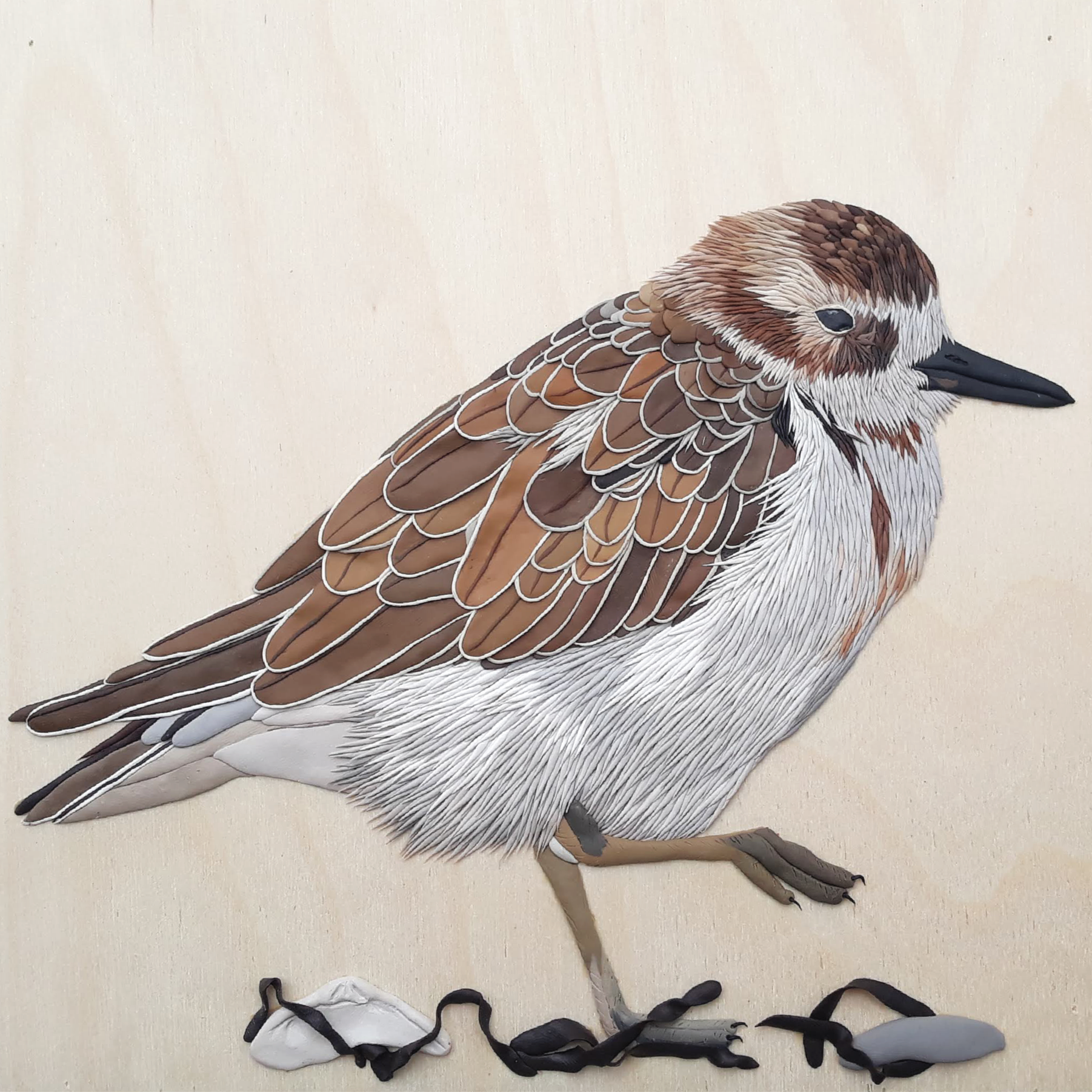 Dotterel